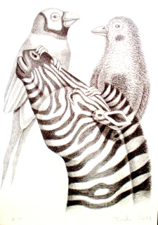 Ptačí hry - Zebra